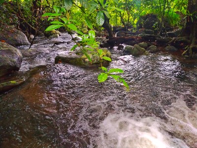 Things to experience in Eco Jungle Hideout