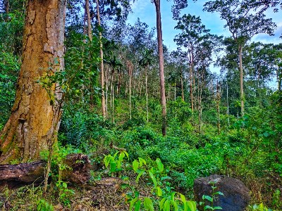 Things to experience in Eco Jungle Hideout